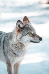 Wolf on snow field