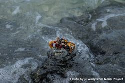 Bright crab on a rock emerging from the water 5XDBG5