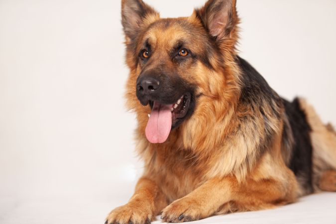 Portrait of German shepherd on the floor with tongue sticking out
