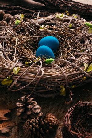 Blue eggs in bird nest