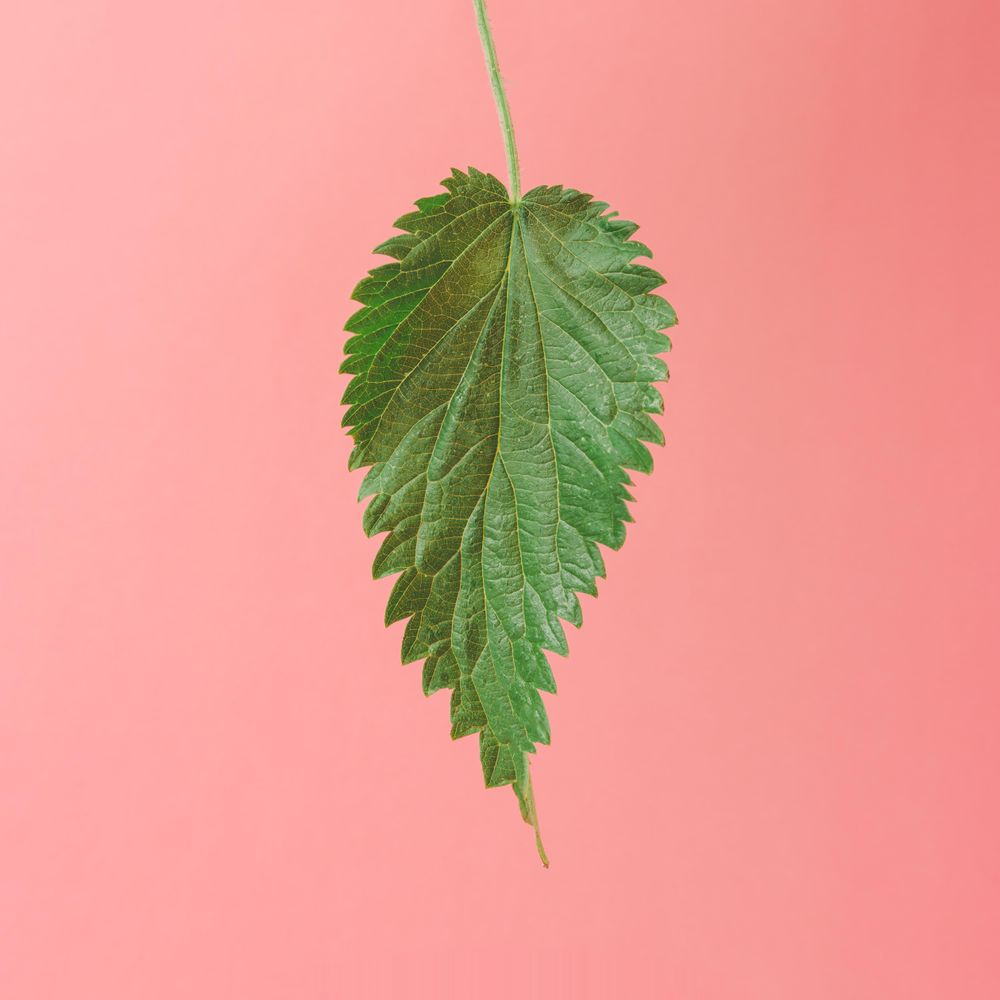 Nettle leaf on pink background