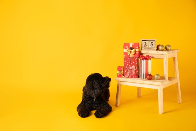 Concept of Merry Christmas, funny Christmas dog