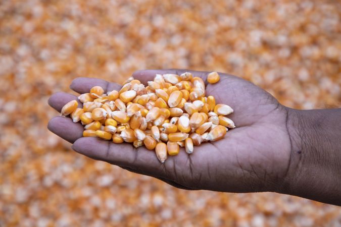an agriculture concept in Corn seed hand