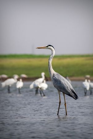 A Grey Heron wading through the waters with many egrets at Bhigwan Bird Sanctuary in Maharashtra, India