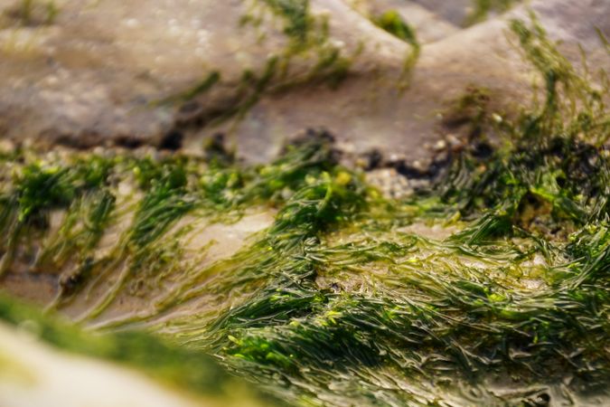 Wet algae on stone