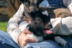 Anonymous person caressing adorable little goats on lawn in farm