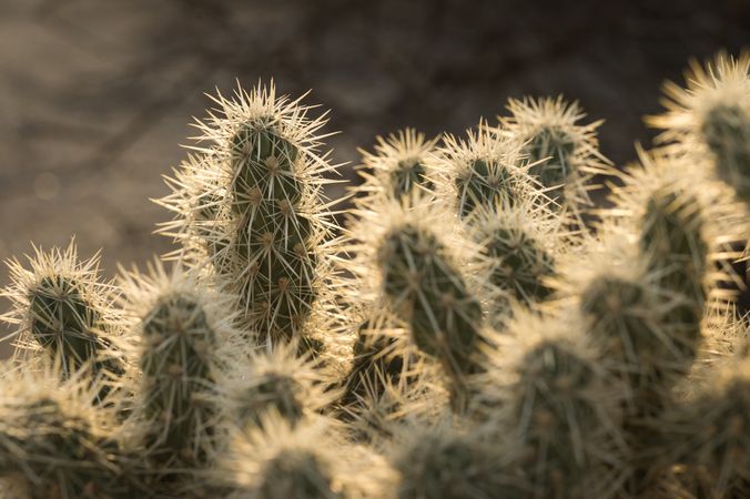 Close up of cholla cactus