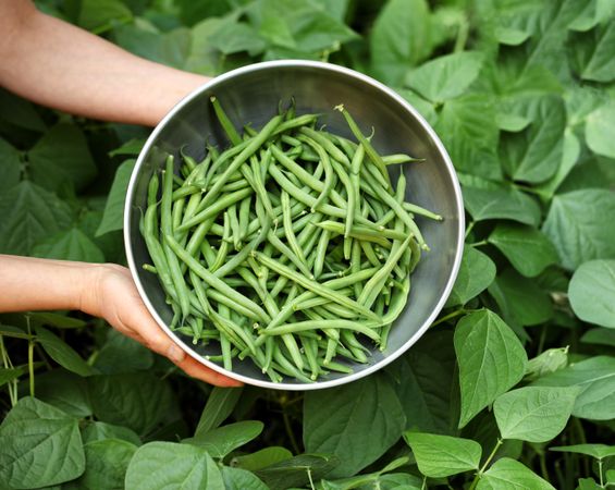Gathering organic green beans during summer season