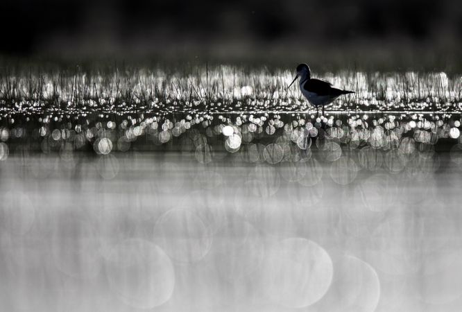 Wild bird walking on water