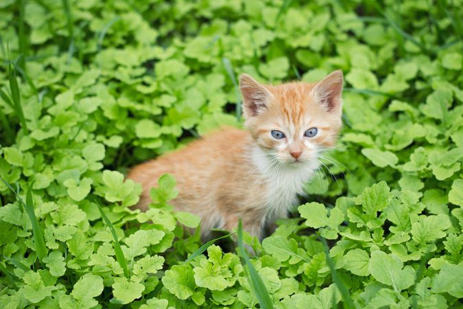 Orange kitten on green grass field