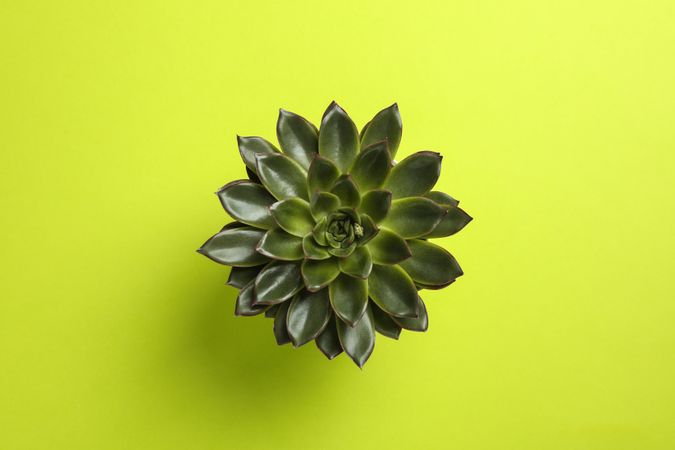Beautiful succulent plant on color background, top view. Space for text
