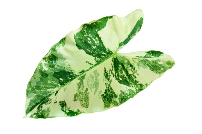 Green Leaf Alocasia macrorrhizos
