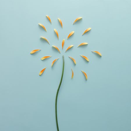 Orange petals and stem on blue background