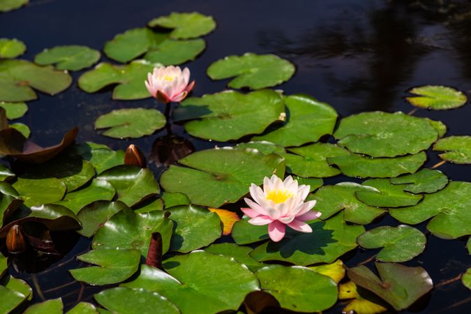 Water lily flowers on sunny day