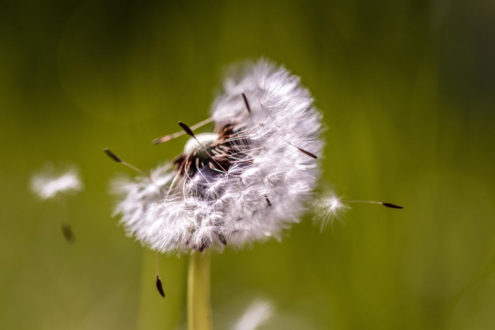 Half a head of dandelion seeds on sunny day