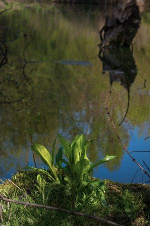 Plants growing above pond