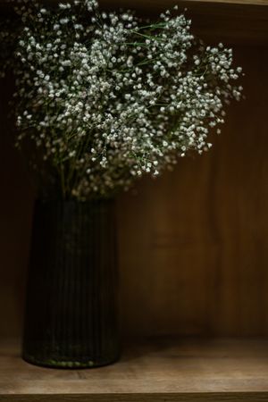 gypsophila flowers in interior decooration