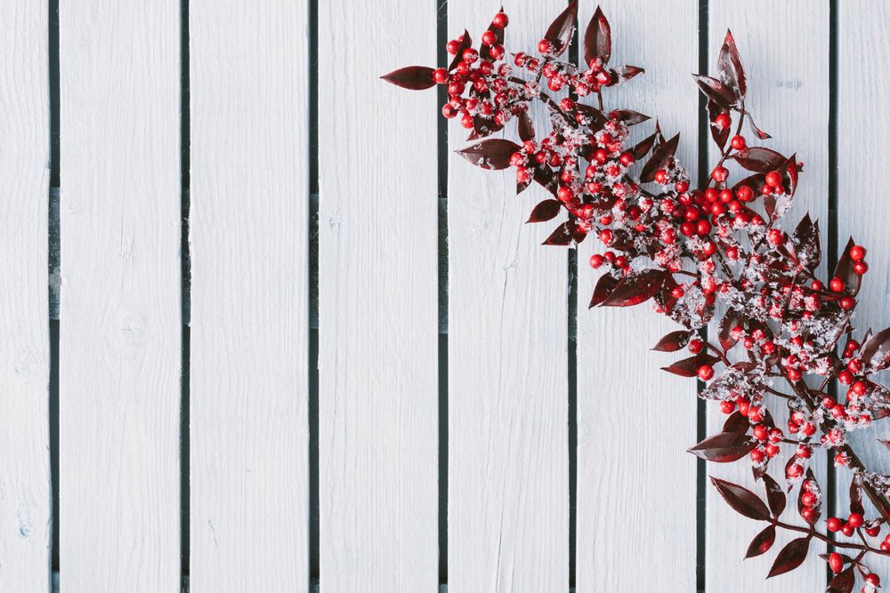 Branch of red holly berries on snowy wooden background