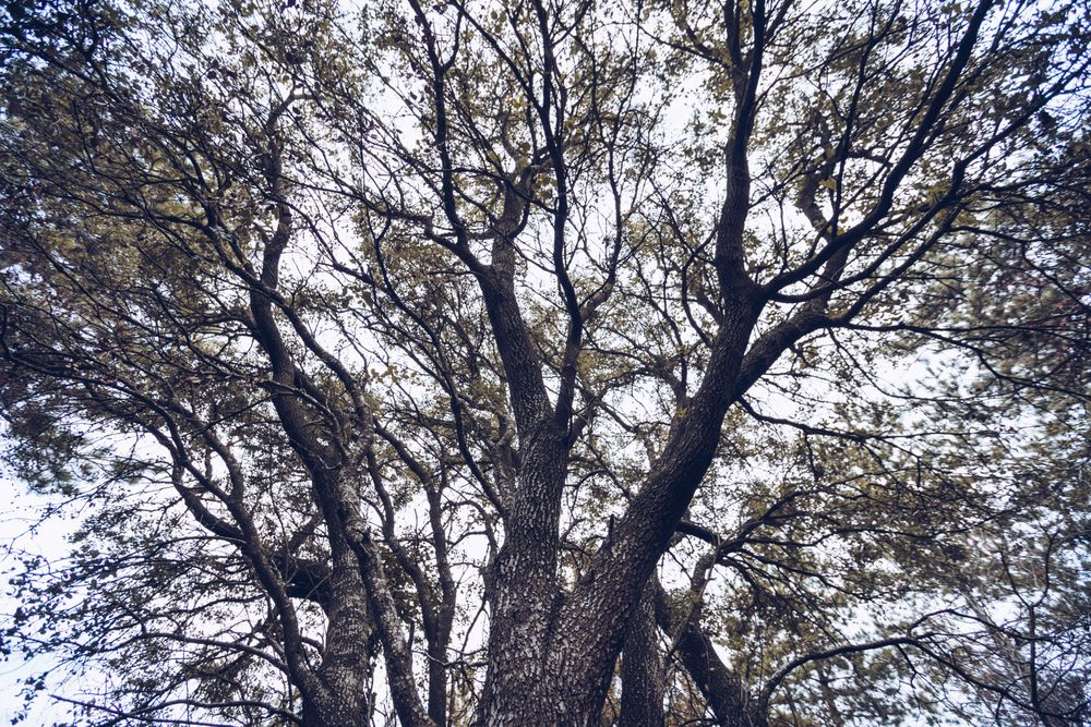 Branches of old leafy tree