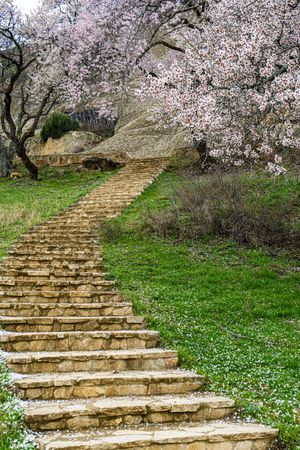 Staircase outside during spring with blooming tree