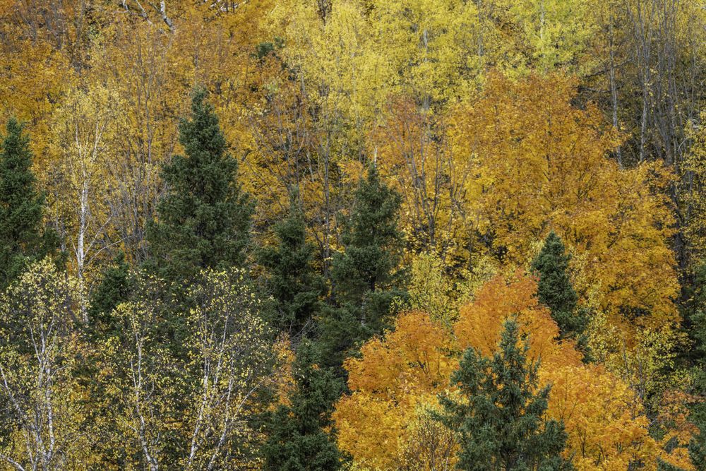 Fall foliage in Jay Cooke State Park, Minnesota