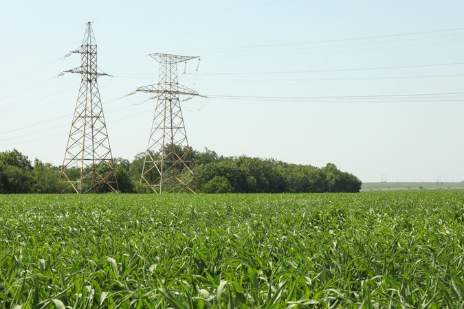 Corn field. Beautiful sunny day. Farming. Agriculture business