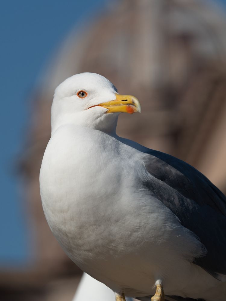 Western gull looking away