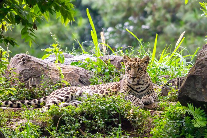 Leopard Laying On Grass