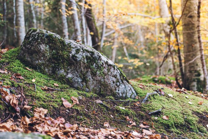 Big wood with moss amid beautiful autumn forest