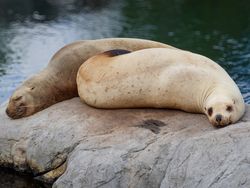 Steller Sea Lions (Eumetopias jubatus) at rest