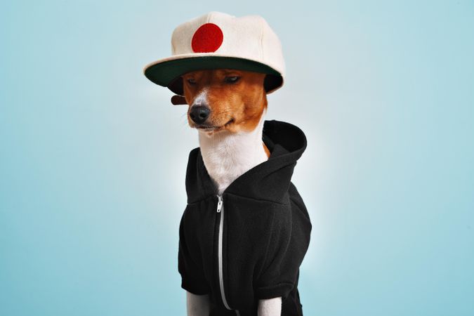 Dog in hoodie and Japanese flag baseball hat on blue background