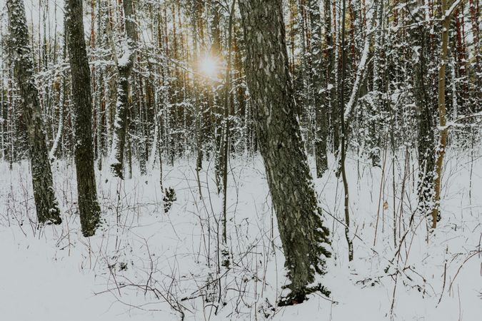 Winter forest at sunrise