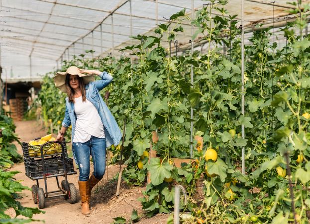 Farmer harvesting ripe melons in greenhouse