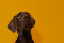 Calm attentive brown Vizsla dog