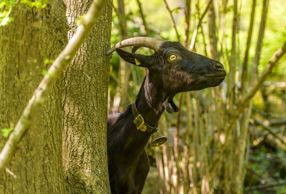 Goat stretching its neck