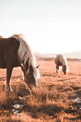 Wild horses pasturing on field