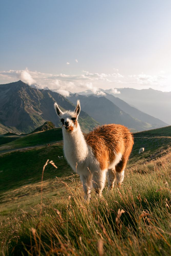 brown llama grazing on grass in mountains