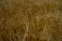 Close up of wheat in a field