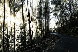 Winding road surrounded by trees