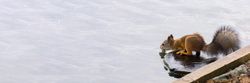 Brown squirrel drinking water