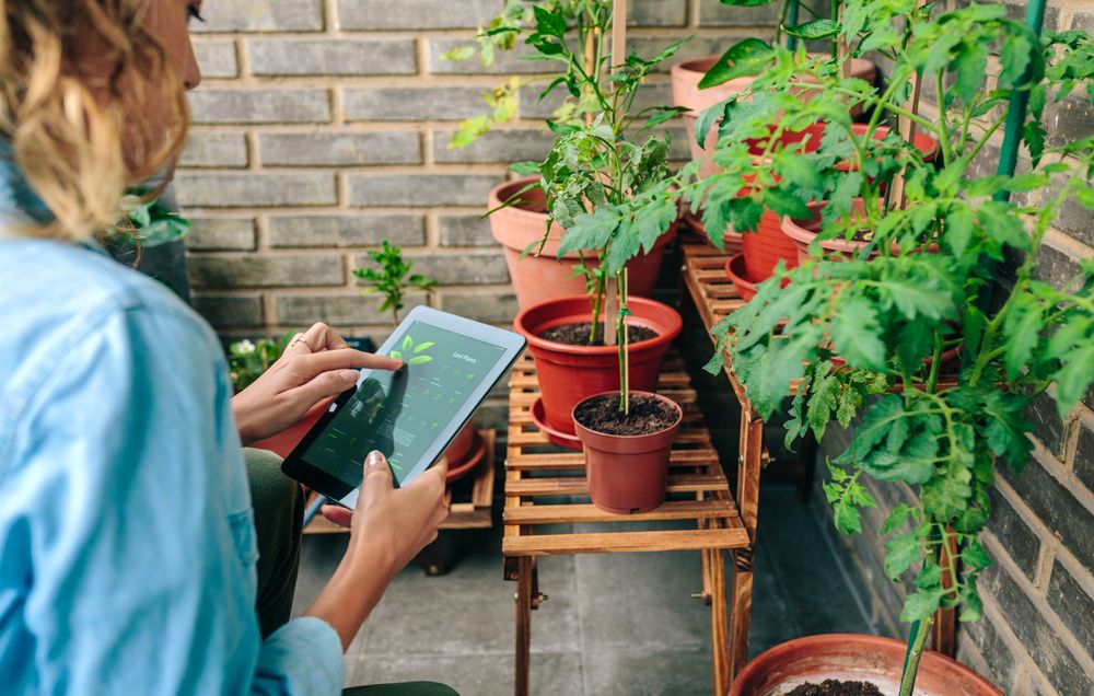 Woman using gardening app with artificial intelligence to care plants of urban garden on terrace