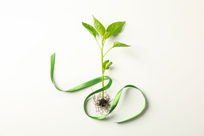 Green sprout with tape on light background, space for text. Environmental protection. Agriculture