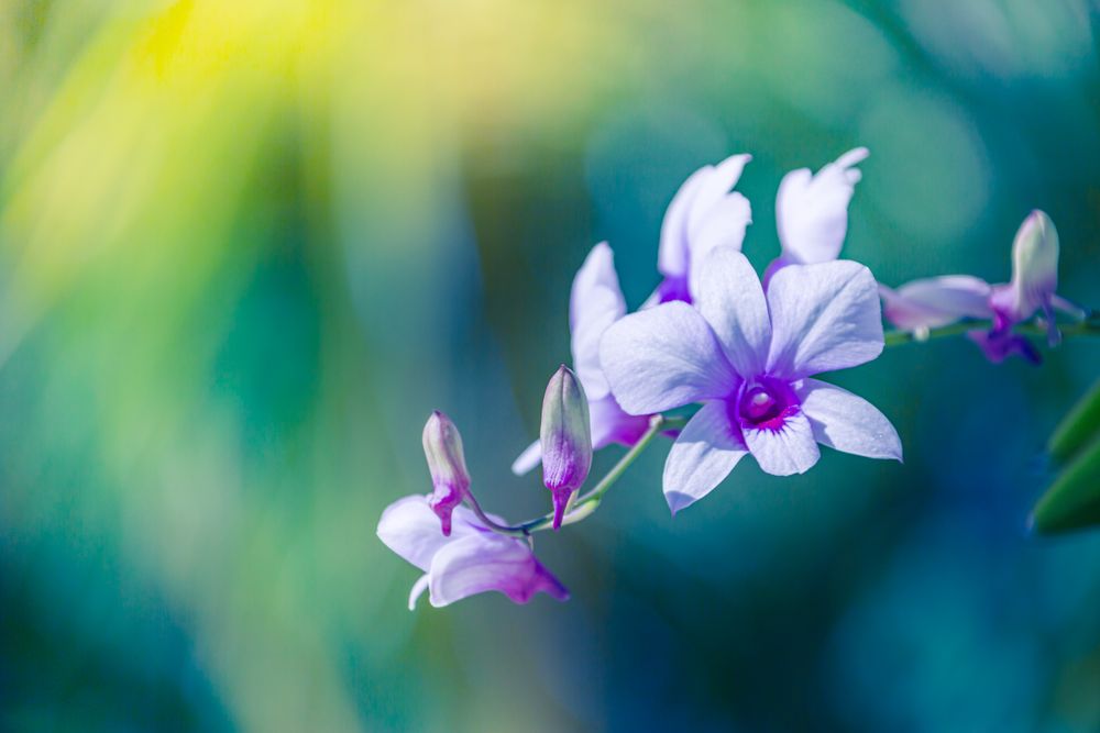 Branch of purple orchid flowers