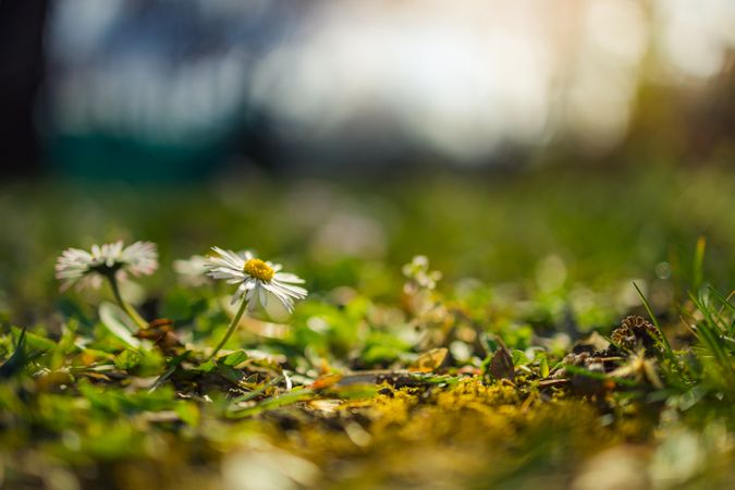 Forest floor with daisies