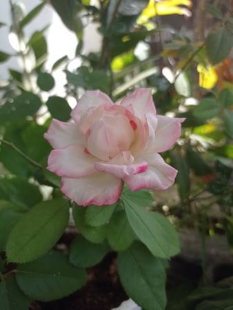 Light Pink Rose