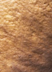 Abstract background macro details from a wild boletus mushroom