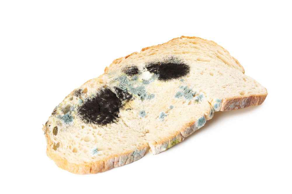 Bread with mold, isolated on light background