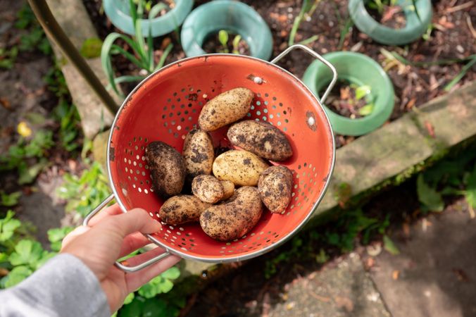 woman holding organic potatoes in garden