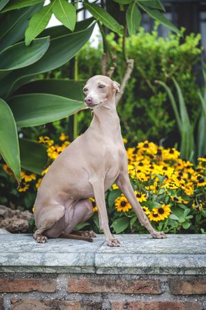 Obedient dog sitting on parapet by flowers