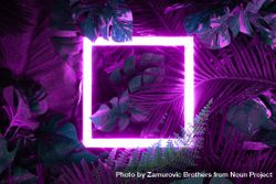 Creative fluorescent color layout made of tropical leaves with neon light square bGAzY5